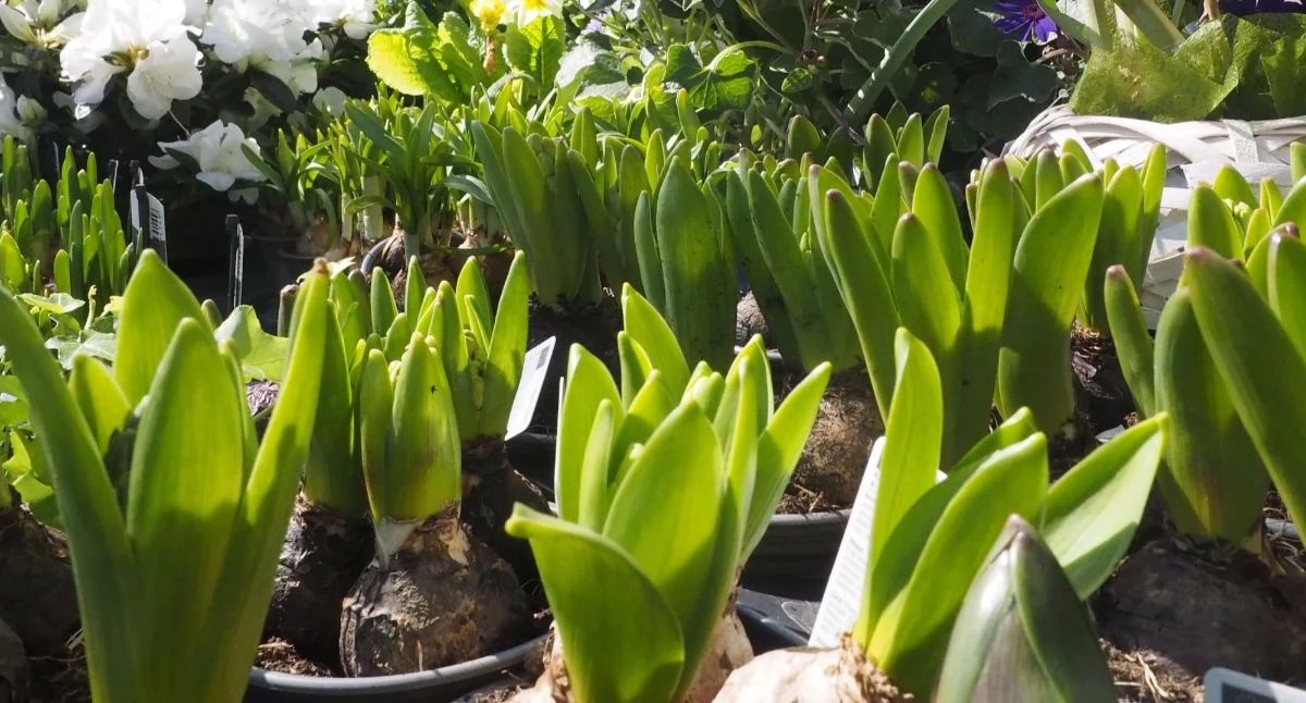 Społeczeństwo, Kwiatowy Wielkanocy zaglądamy Kwiaciarni - zdjęcie, fotografia