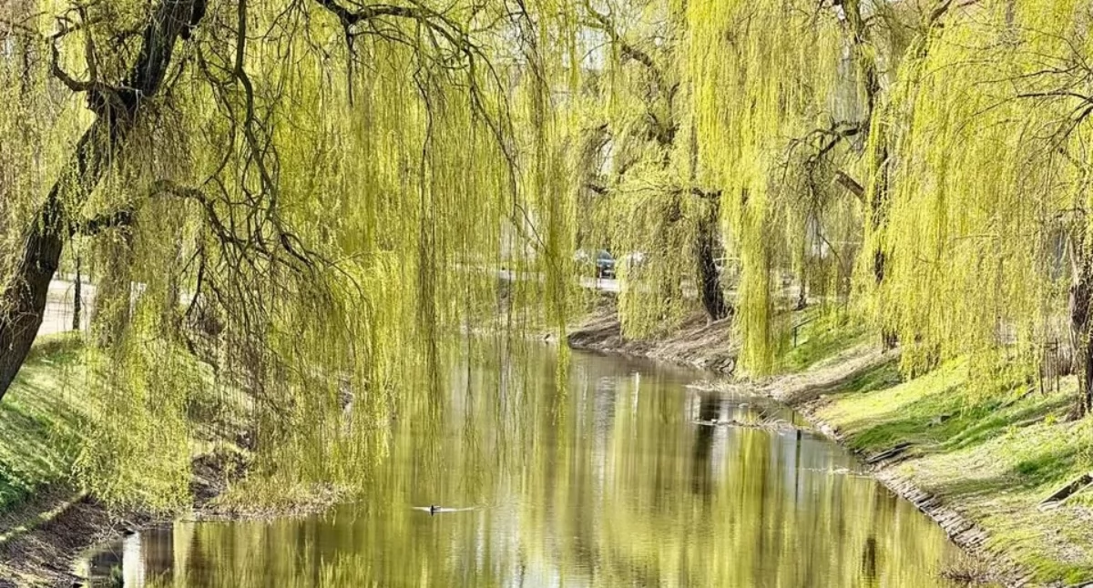 Pogoda, stopni ciepła Kiedy temperatura - zdjęcie, fotografia