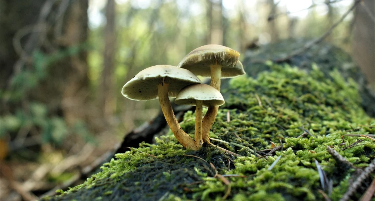 Artykuł zewnętrzny, Lion’s Twój Sojusznik Mentalnej Witalności - zdjęcie, fotografia
