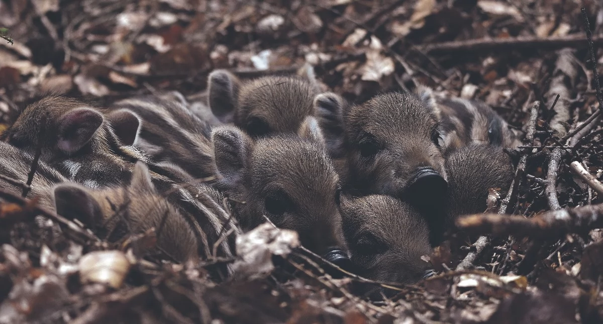 Przyroda, lesie piszczy jeden pierwszych przychodzi świat - zdjęcie, fotografia