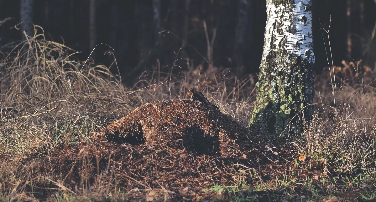 Przyroda, lesie piszczy tętni życiem naszymi stopami - zdjęcie, fotografia