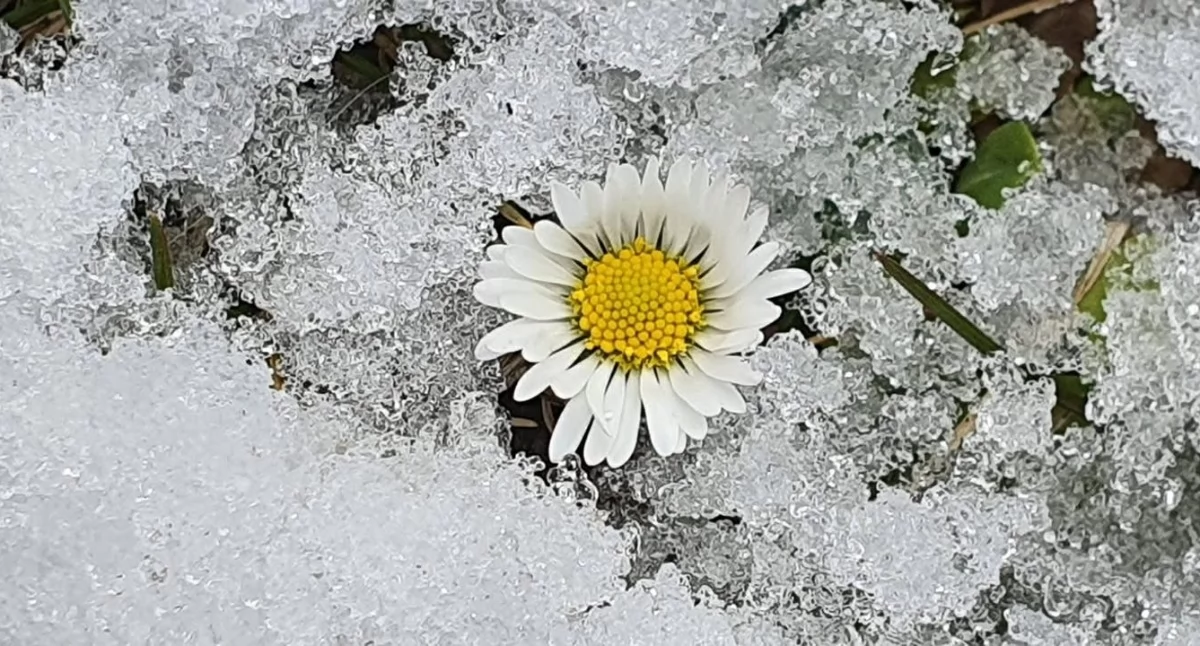 Pogoda, Nawet gruncie Przymrozki wracają powiat pułtuski - zdjęcie, fotografia