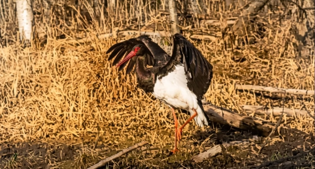 Przyroda, Nagranie bociana czarnego Nadleśnictwa Pułtusk podbija sieć! - zdjęcie, fotografia