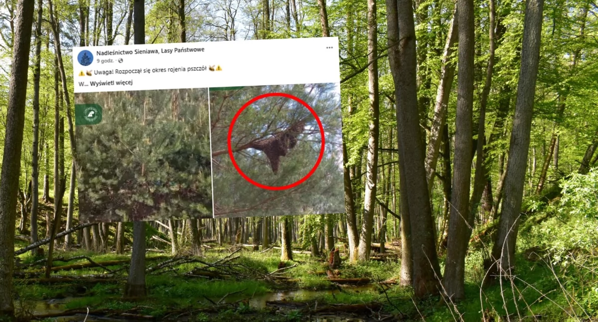 Przyroda, Leśnicy apelują ostrożność Chodzi pszczoły lesie  - zdjęcie, fotografia