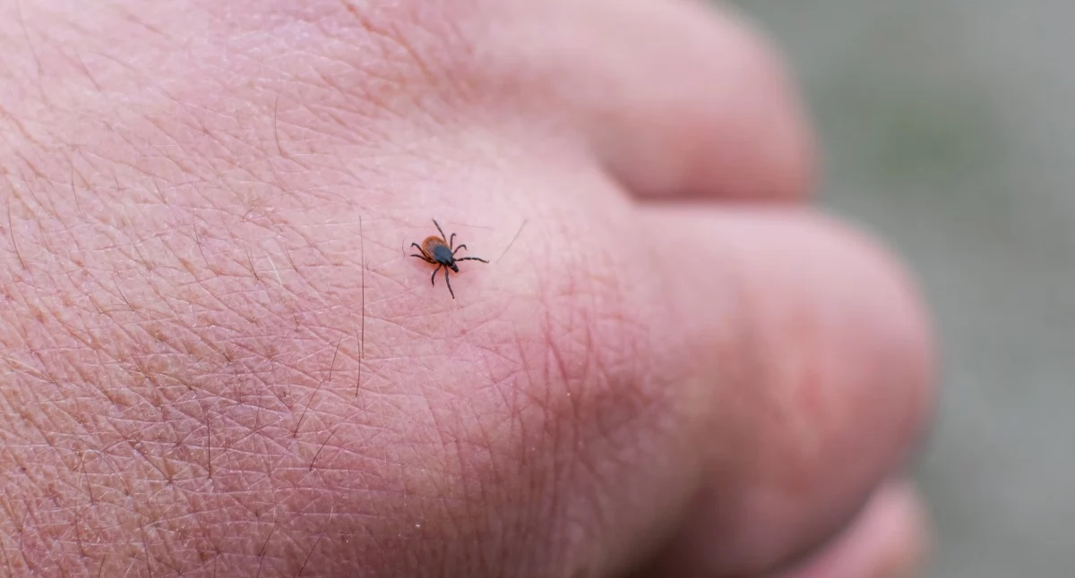 Zdrowie, Wzrost przypadków boreliozy ponad Teraz polują nimfy kleszczy  - zdjęcie, fotografia
