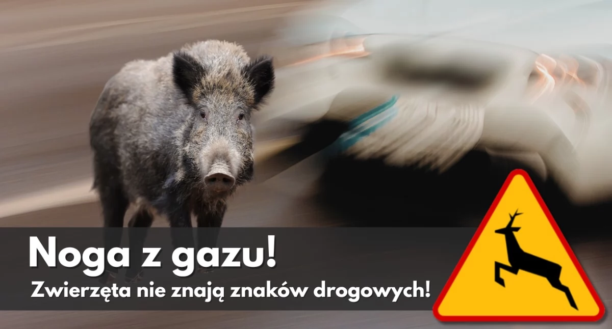 Przyroda, Myśliwi apelem kierowców zdejmij nogę - zdjęcie, fotografia