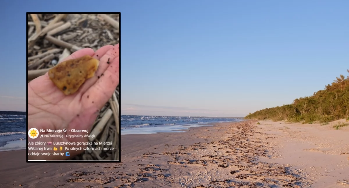 Społeczeństwo, sztormie plażach Bałtyku bursztynowa gorączka Poszukiwacze znajdują imponujące okazy - zdjęcie, fotografia