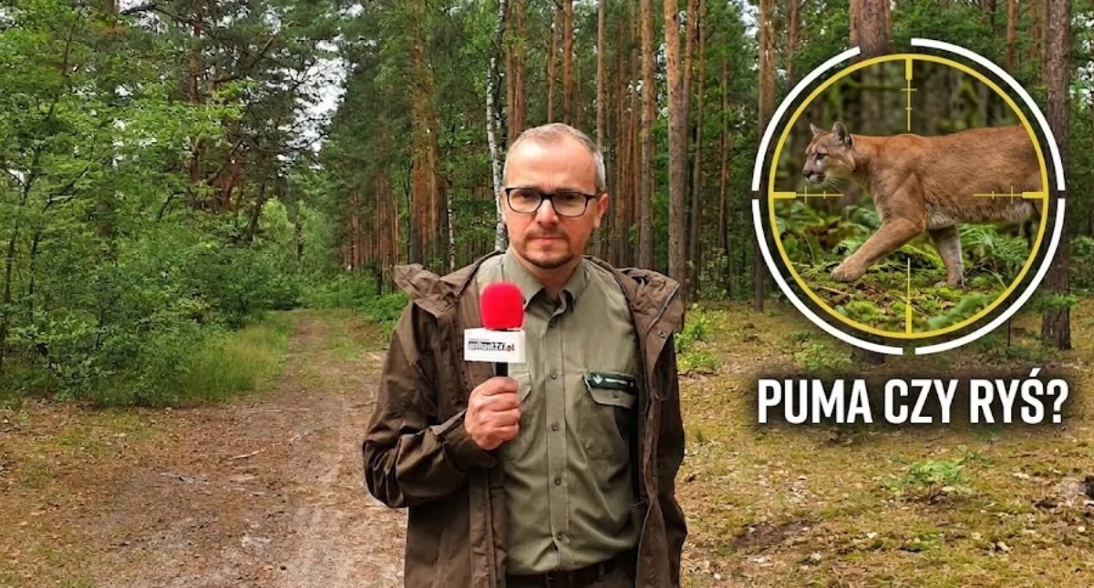 Nie wywołuj... pumy z lasu? Komentarz Krzysztofa Rylskiego z Nadleśnictwa Pułtusk