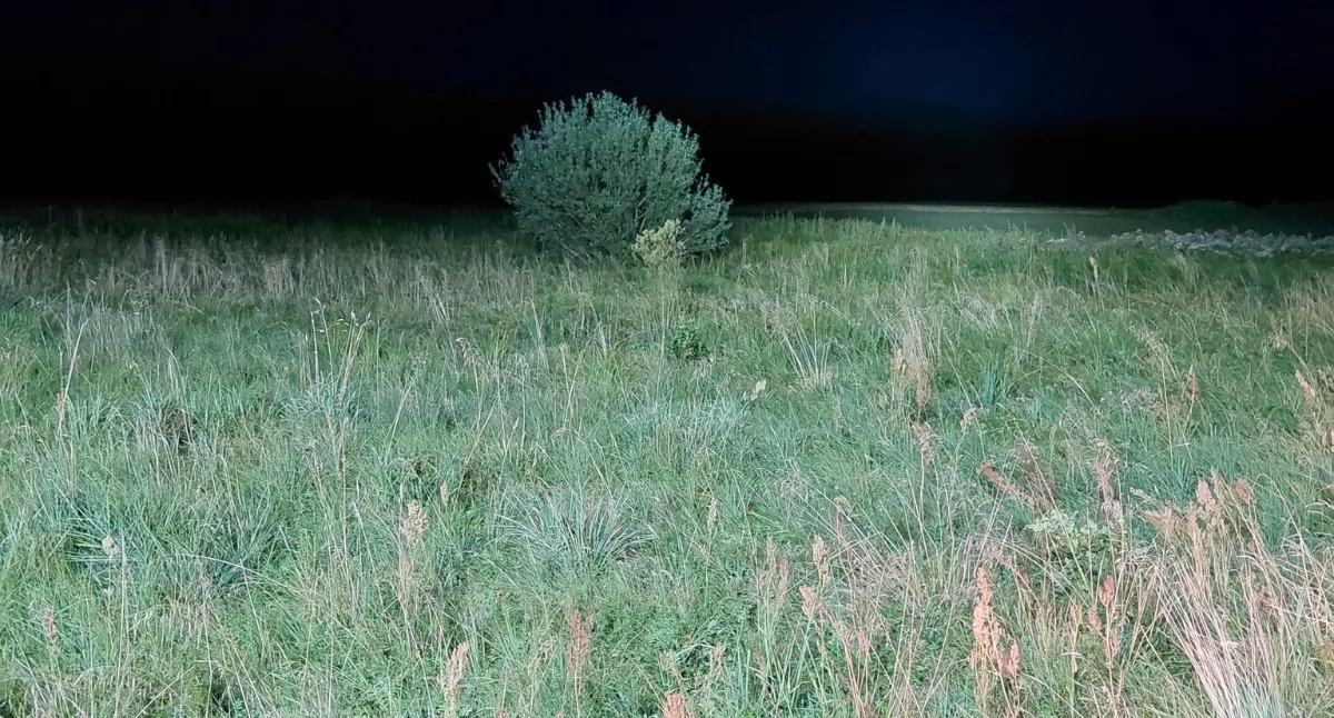 Puma widziana w Stawinodze? Służby wznawiają poszukiwania i apelują o ostrożność