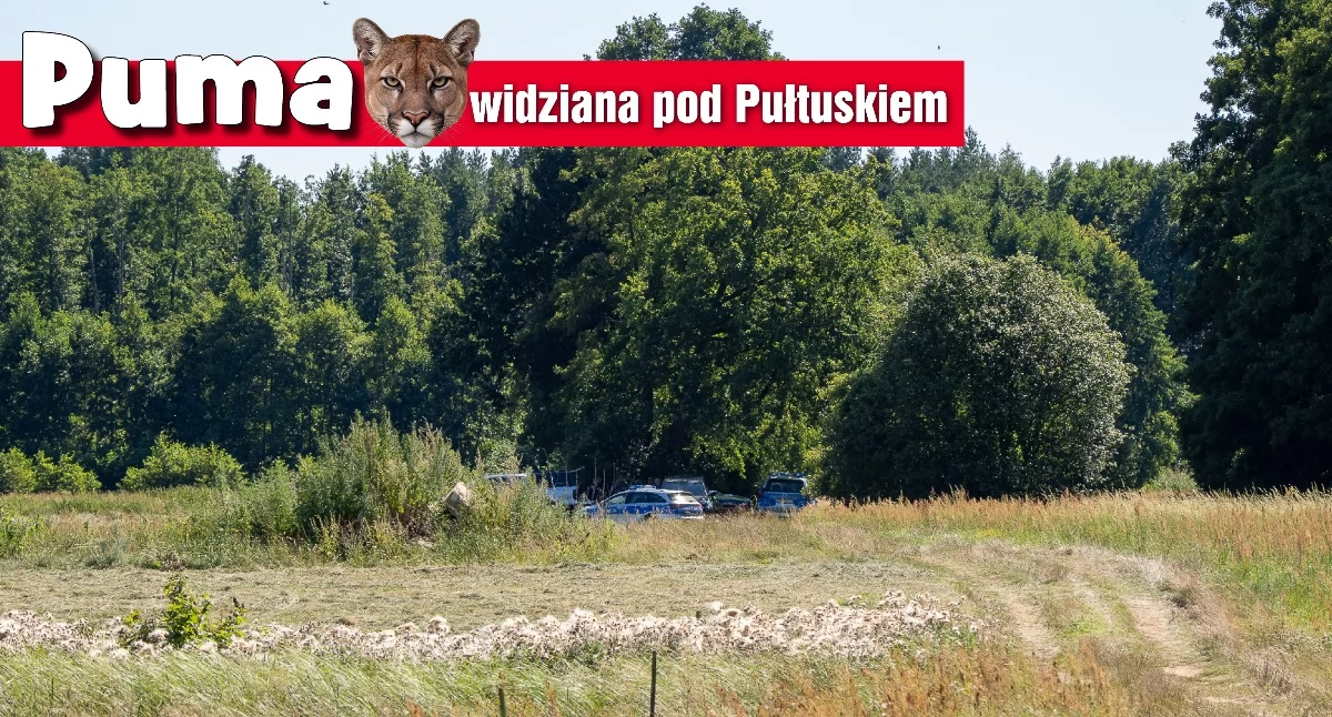 Puma na weekend. Stawinoga ma nowy temat numer jeden