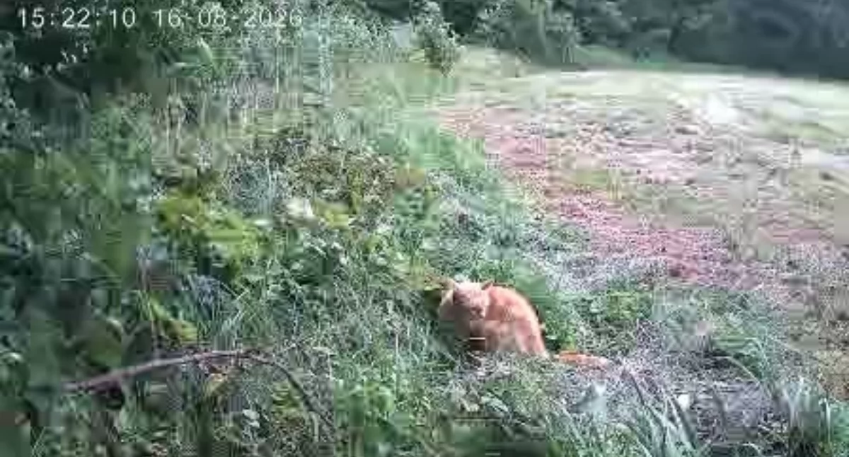 Puma okazała się… kotem