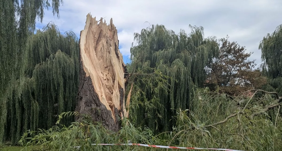 Miasto, Ogromna wierzba powalona przez wiatr Skutki wichury powiecie pułtuskim - zdjęcie, fotografia