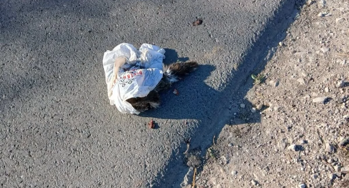 Szukamy świadków okrucieństwa! Martwa kotka z młodymi w reklamówce