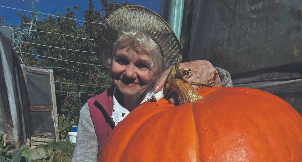 Społeczeństwo, Piękna jesień ogrodach zbiorów porządków artykuł Czyteniczki życzeniami działkowiczów - zdjęcie, fotografia