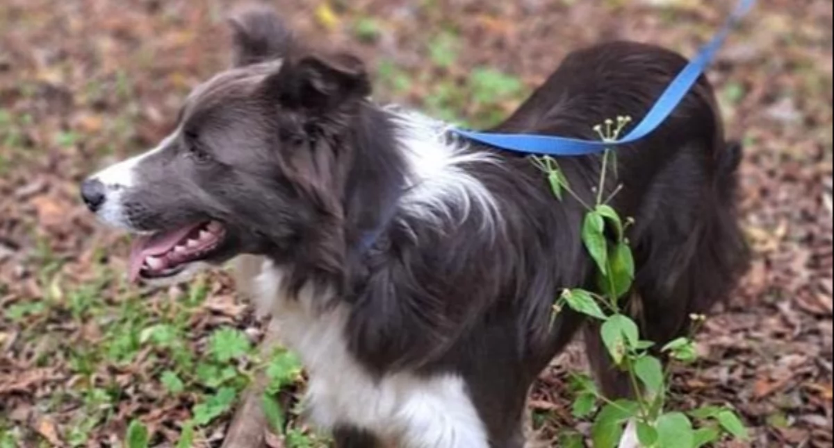 Zwierzaki, Pilny pomoc Płocochowie odłowiono suczkę typie border collie - zdjęcie, fotografia