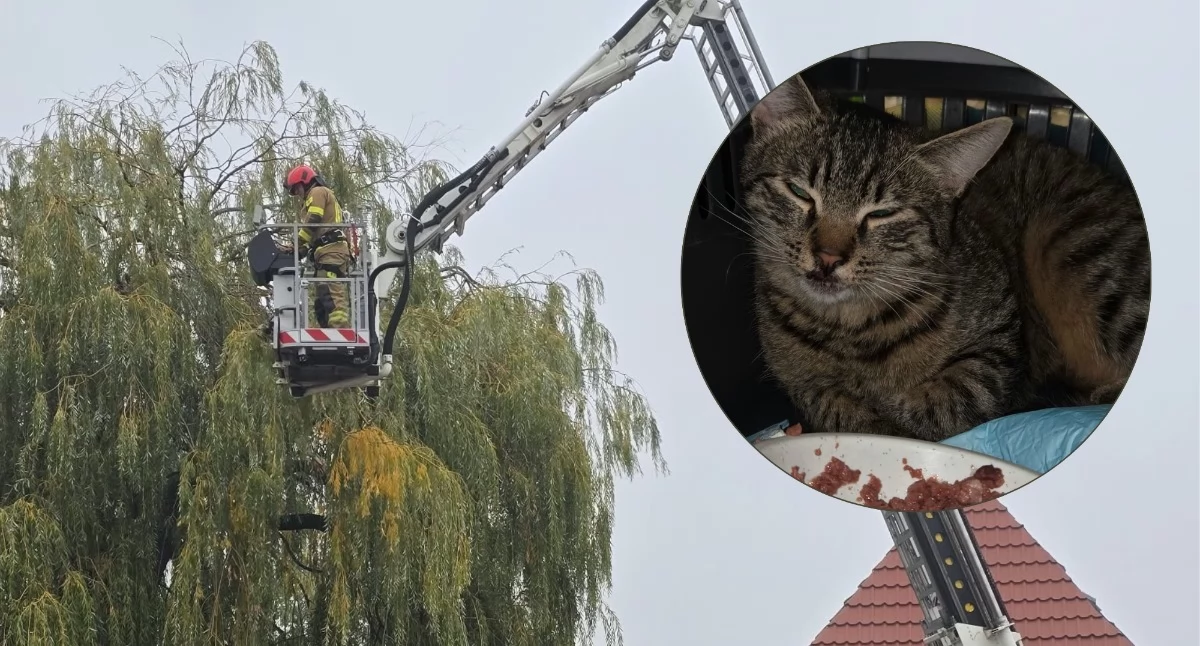Interwencja przy ul. Traugutta w Pułtusku. Strażacy wezwani do kota na drzewie [ZDJĘCIA, FILM]