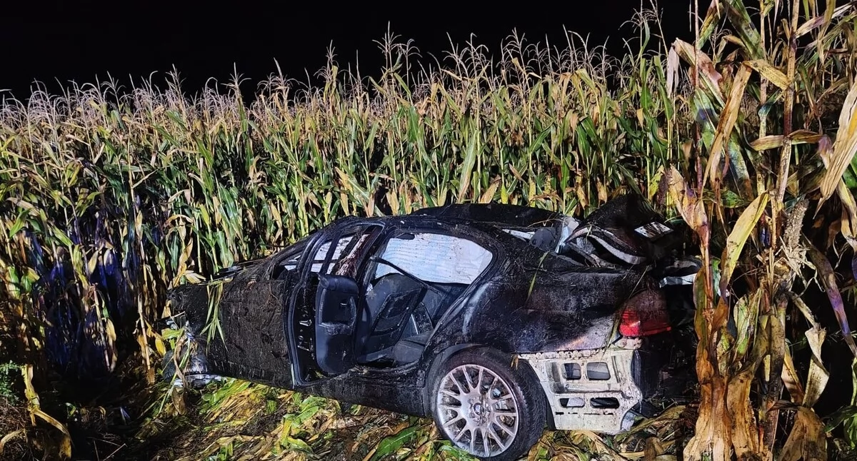 Tragiczny bilans wypadków z udziałem dzikiej zwierzyny w sąsiednich powiatach. Nie żyje 24-latek, zablokowana trasa DK50J