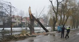zdjęcie nr 7