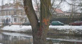zdjęcie nr 9