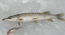 zdjęcie nr 9