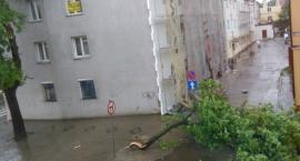 zdjęcie nr 10