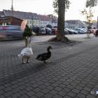 Fotka nr 2 z 7