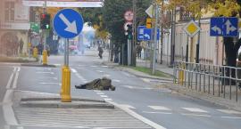 zdjęcie nr 44