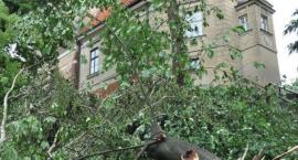zdjęcie nr 35