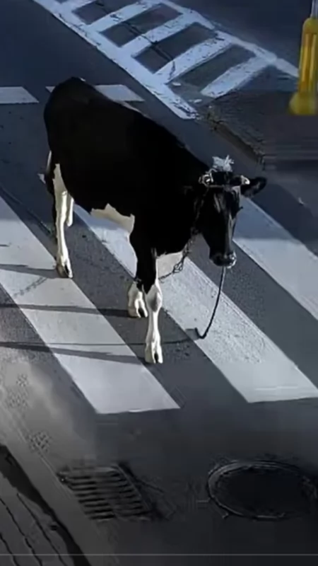 U sąsiadów. Krowa bez poszła na miasto. Spacer zakończyli policjanci [FILM]