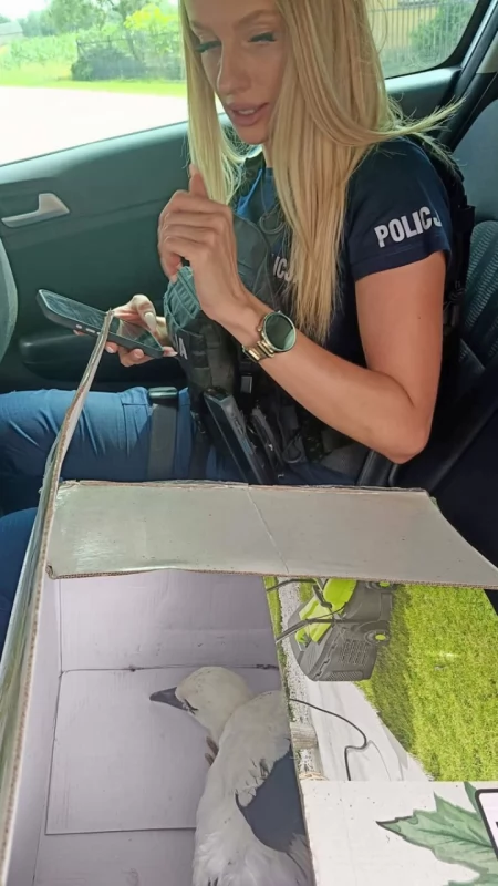 Nietypowa interwencja pod Płońskiem. Policjanci ruszyli na ratunek młodemu bocianowi