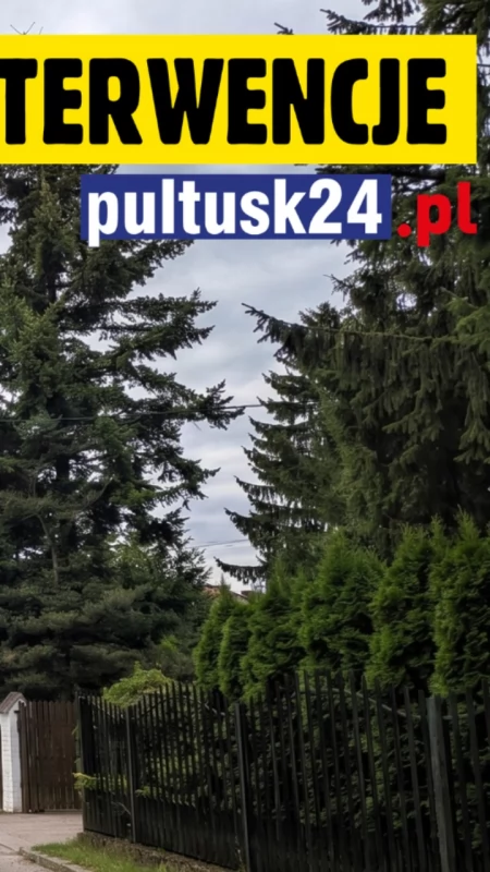 Wytną cenne drzewa, by poszerzyć cichą uliczkę? Mieszkańcy walczą o zieloną trasę do szkoły