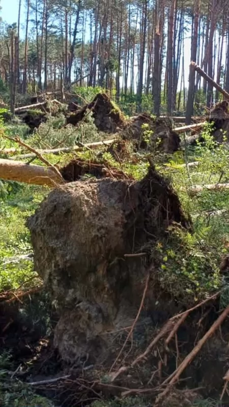  Żywioł nad pułtuskimi lasami. Liczenie strat po przejściu huraganowych wiatrów