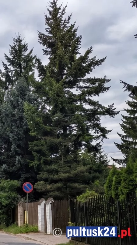 Drzewa, bezpieczeństwo i głos z zewnątrz - apel córki wybitnego fizyka  o bezpieczeństwo na Żwirki Wigury