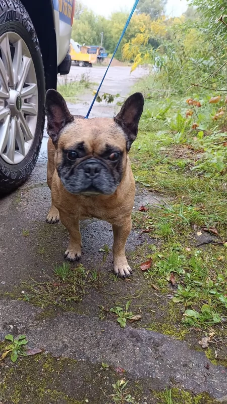 PILNE! Znaleziono psa w typie buldoga francuskiego. Straż Miejska szuka właściciela