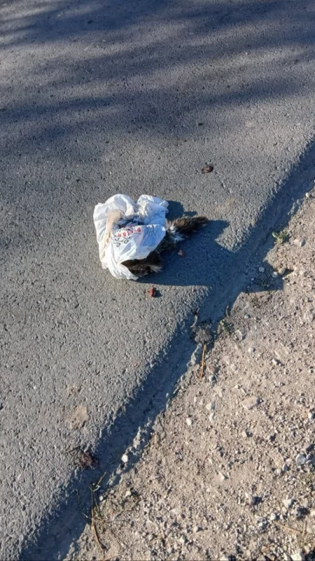 Szukamy świadków okrucieństwa! Martwa kotka z młodymi w reklamówce