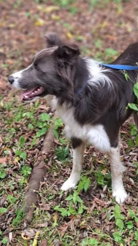 Pilny apel o pomoc: w Płocochowie odłowiono suczkę w typie border collie