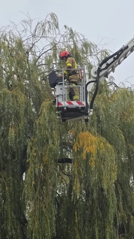Interwencja przy ul. Traugutta w Pułtusku. Strażacy wezwani do kota na drzewie [ZDJĘCIA, FILM]
