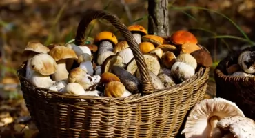 Komu grozi mandat za wjazd do lasu? Grzybiarze muszą mieć się na baczności