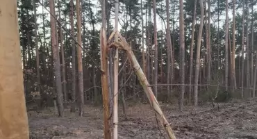Komu przeszkadzały drzewka!