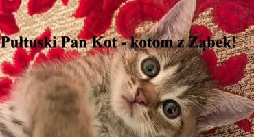 Pułtuski Pan Kot - kotom z Ząbek!
