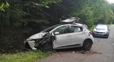 Uważajcie na dzikie zwierzęta na drodze! 