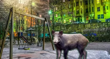 Co robi dzik na placu zabaw? – dlaczego w miastach coraz częściej pojawiają się dzikie zwierzęta?