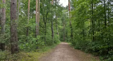 Lasy Państwowe wywiozły w zeszłym roku z lasów 820 tirów śmieci. Kosztowało to 34 mln zł