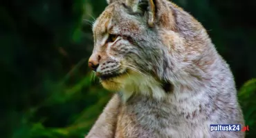 Ryś z Kampinosu przywędrował do Puszczy Białej