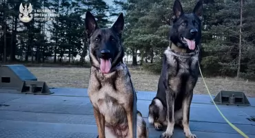 Psy służbowe z 5 Mazowieckiej Brygady Obrony Terytorialnej na międzynarodowych ćwiczeniach