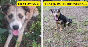 Ten piesek znalazł kochający dom, ale co z innymi? A co z kotami?