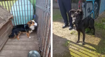 Dwa pieski czekają w tymczsowej przechowalni Straży Miejskiej w Pułtusku