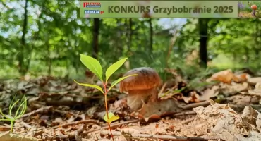 Konkurs Grzybobranie z PGP i Pultusk24 – zbiory pana Grzegorza 