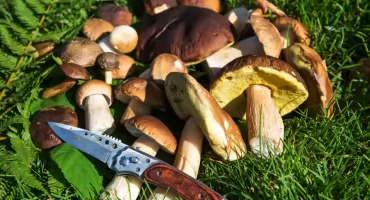 Które grzyby są najmniej robaczywe? Eksperci wyjaśniają, na co zwracać uwagę podczas grzybobrania 