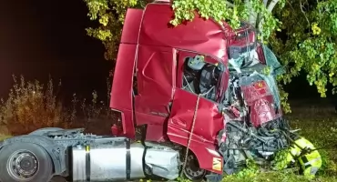 Przez drogę w Cieńszy przebiegł łoś. Ciągnik uderzył w drzewo